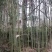麻竹