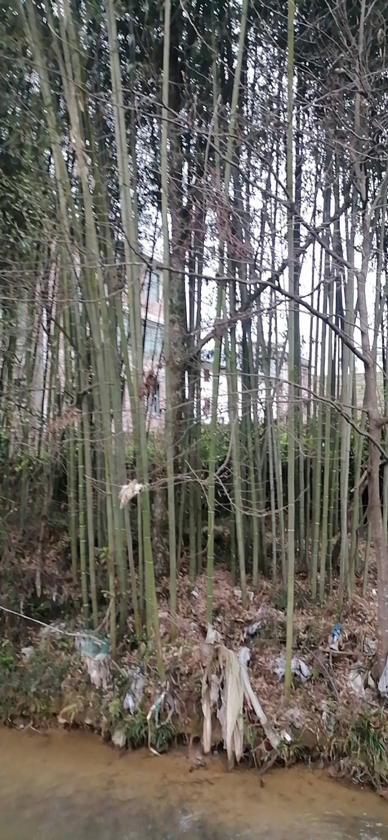 麻竹