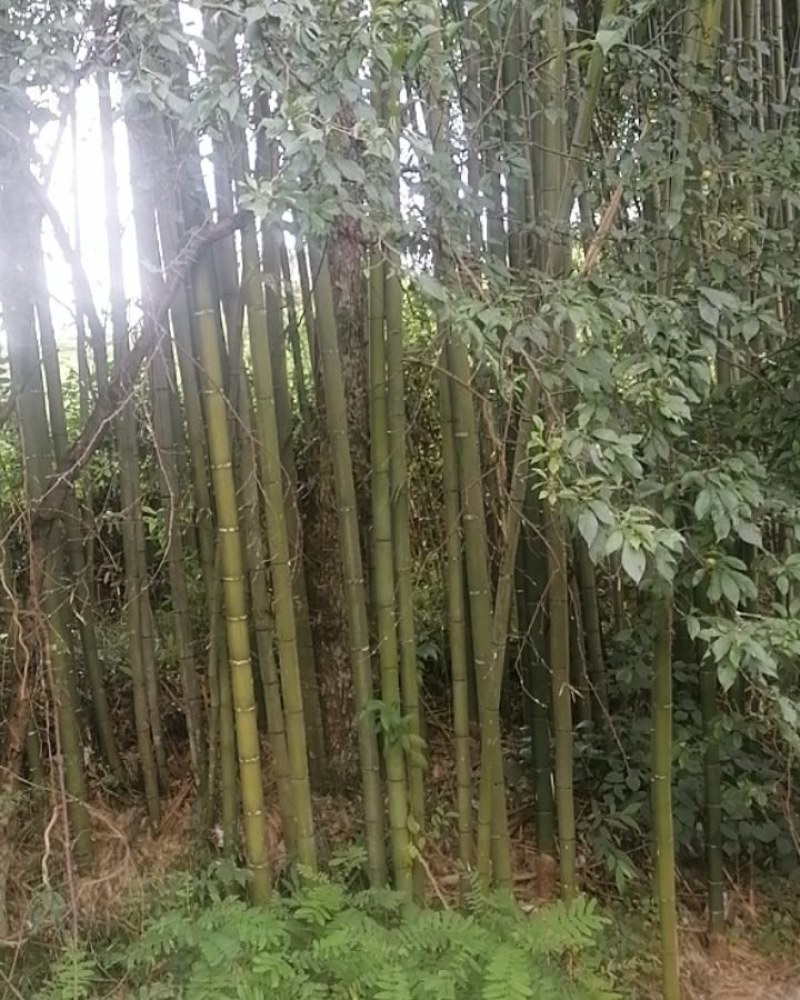 麻竹