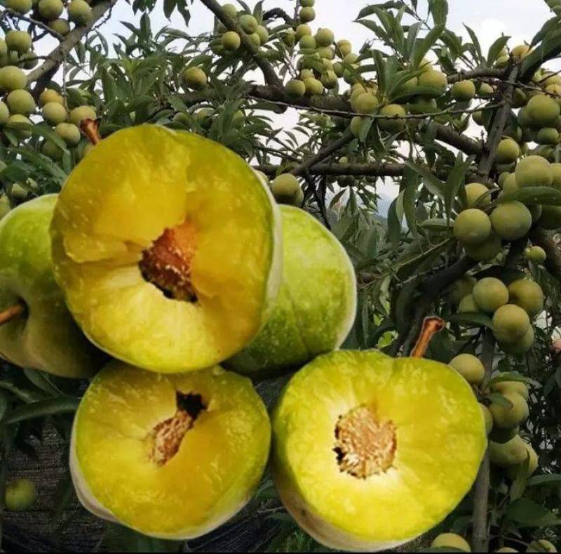 蜂糖李树苗，正宗蜂糖李，早熟品种，端午节成熟，晚熟七份。
