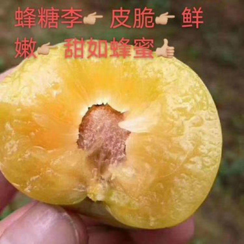 蜂糖李树苗，正宗蜂糖李，早熟品种，端午节成熟，晚熟七份。