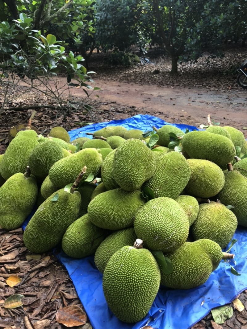 广东菠萝蜜果园原产地现摘现装车果肉饱满香甜爽口