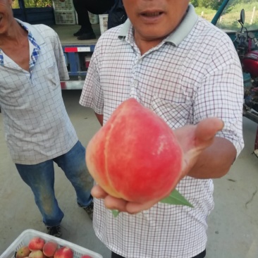 高坡毛桃上市中。欢迎您光临合作，