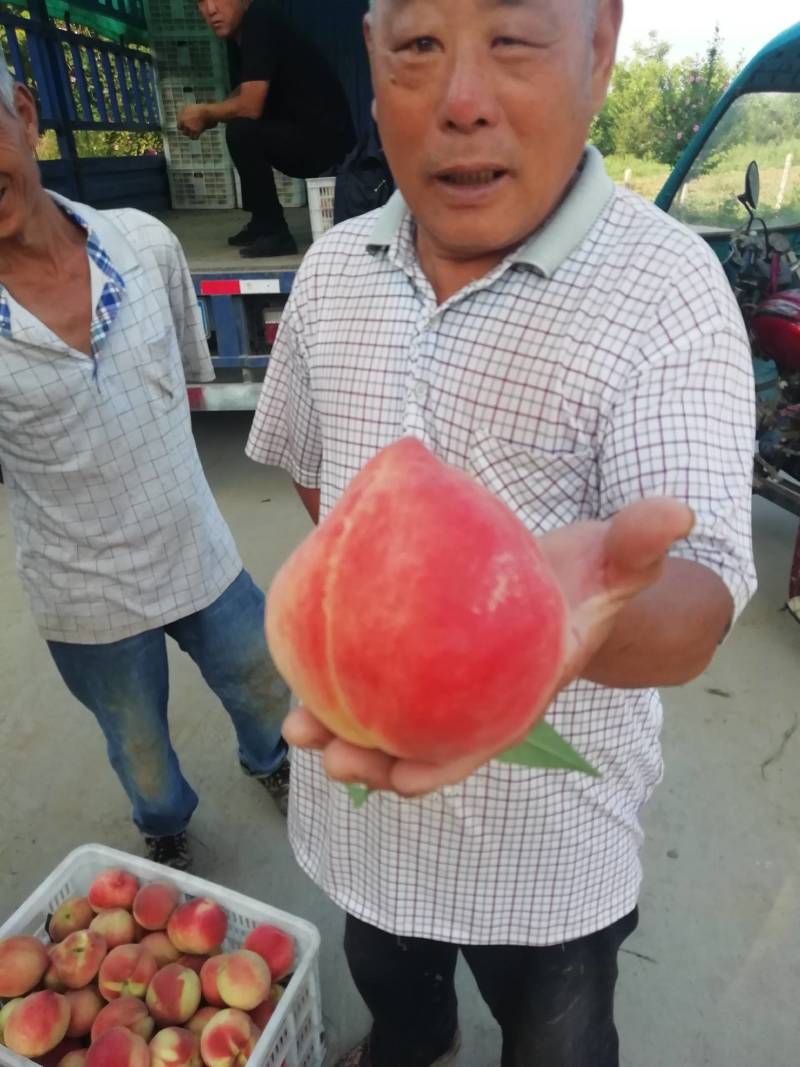 高坡毛桃上市中。欢迎您光临合作，
