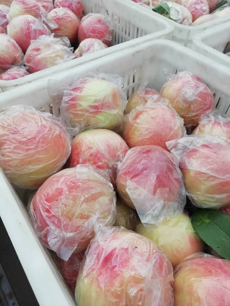高坡毛桃上市中。欢迎您光临合作，