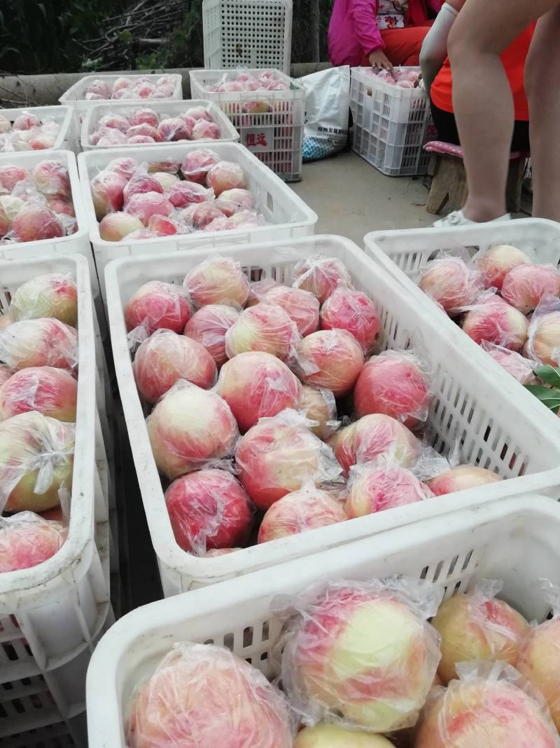 高坡毛桃上市中。欢迎您光临合作，