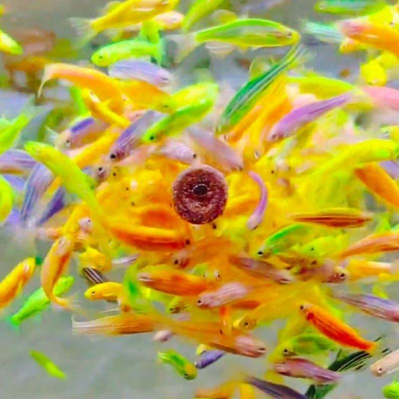 糖果斑马鱼50只观赏鱼热带鱼小型鱼水族活体非常好养耐活