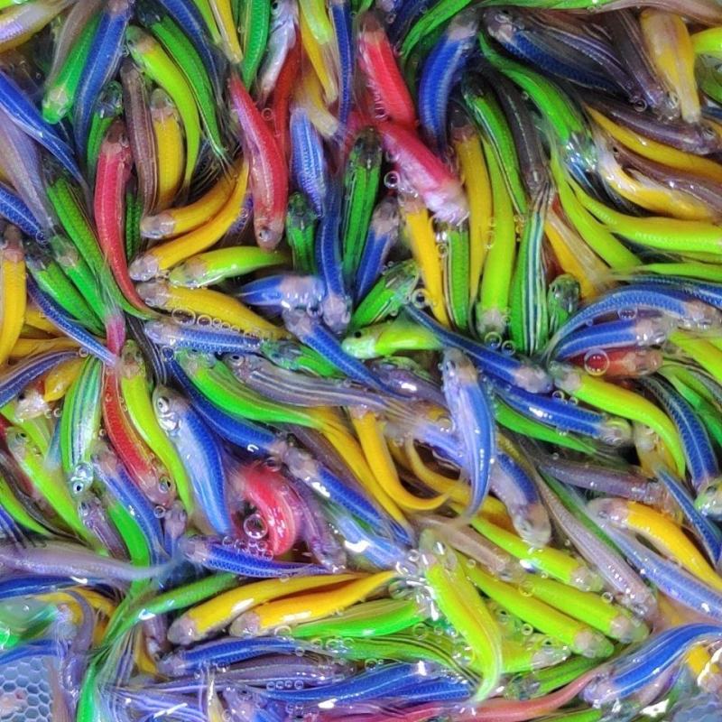 糖果斑马鱼50只观赏鱼热带鱼小型鱼水族活体非常好养耐活
