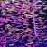 糖果斑马鱼50只观赏鱼热带鱼小型鱼水族活体非常好养耐活