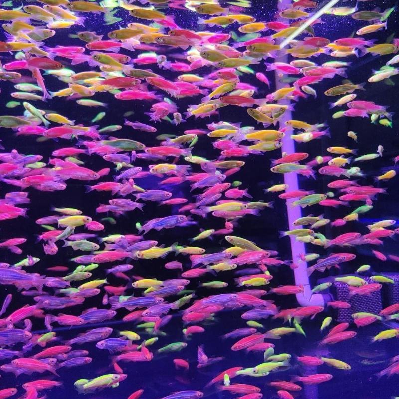 糖果斑马鱼50只观赏鱼热带鱼小型鱼水族活体非常好养耐活