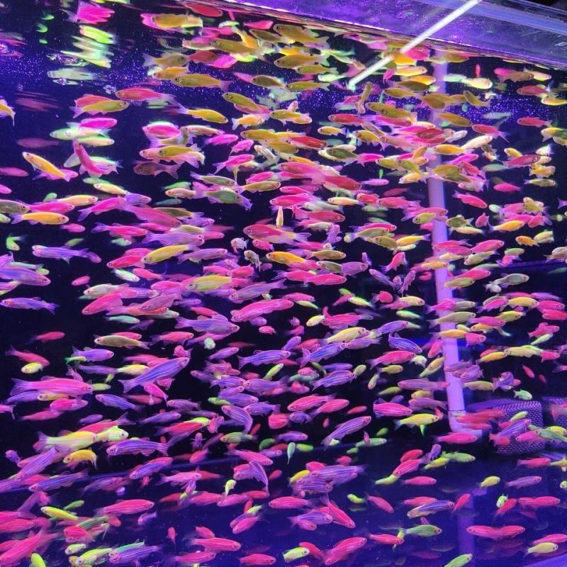 糖果斑马鱼50只观赏鱼热带鱼小型鱼水族活体非常好养耐活