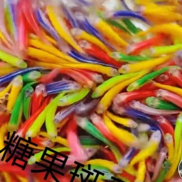 糖果斑马鱼50只观赏鱼热带鱼小型鱼水族活体非常好养耐活