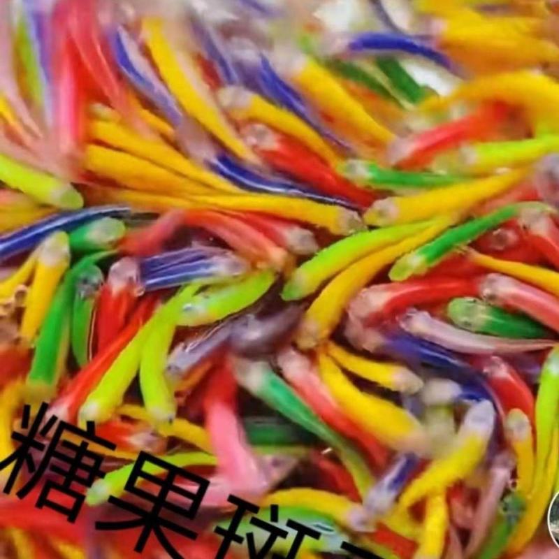 糖果斑马鱼50只观赏鱼热带鱼小型鱼水族活体非常好养耐活