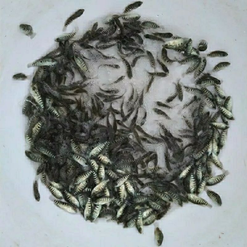 石斑鱼苗活体黑猫鱼苗鲙鱼淡水石斑鱼石班鱼池塘养