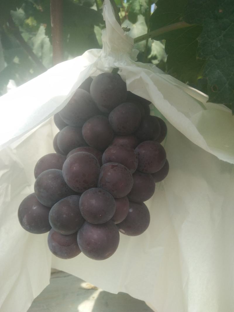 乒乓球邯郸万亩葡萄基地，种植面积大，品种多，