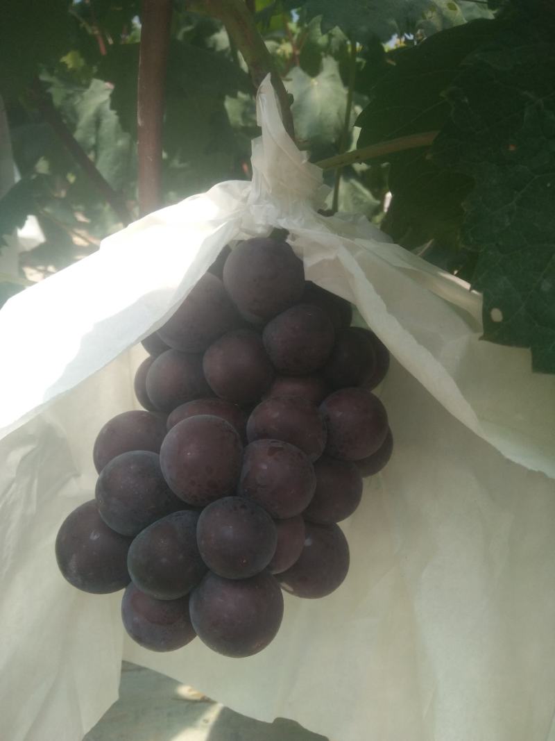 乒乓球邯郸万亩葡萄基地，种植面积大，品种多，