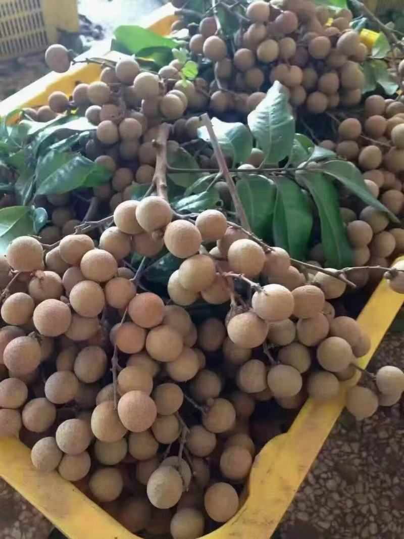 广东储良龙眼草铺龙眼，大量上市，欢迎咨询