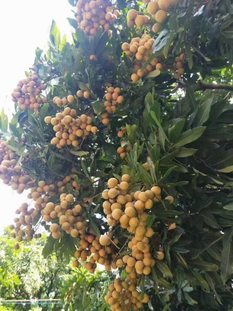 广东储良龙眼草铺龙眼，大量上市，欢迎咨询