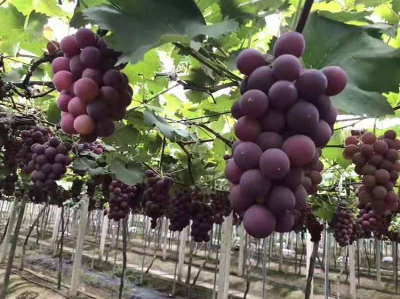 原产地正宗巨峰葡萄，特甜特鲜特好吃，种植大户一手好葡萄