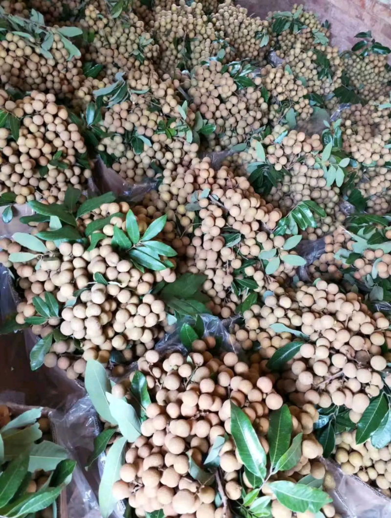 广东储良龙眼草铺龙眼，大量上市，欢迎咨询