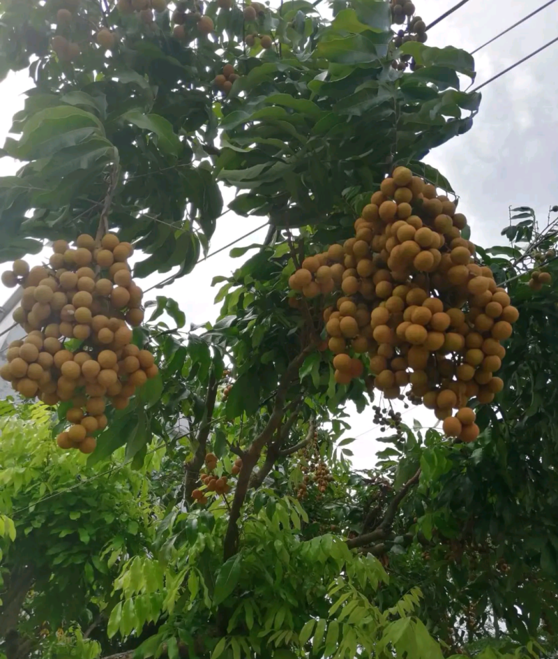 广东储良龙眼草铺龙眼，大量上市，欢迎咨询