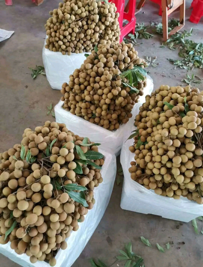 广东储良龙眼草铺龙眼，大量上市，欢迎咨询