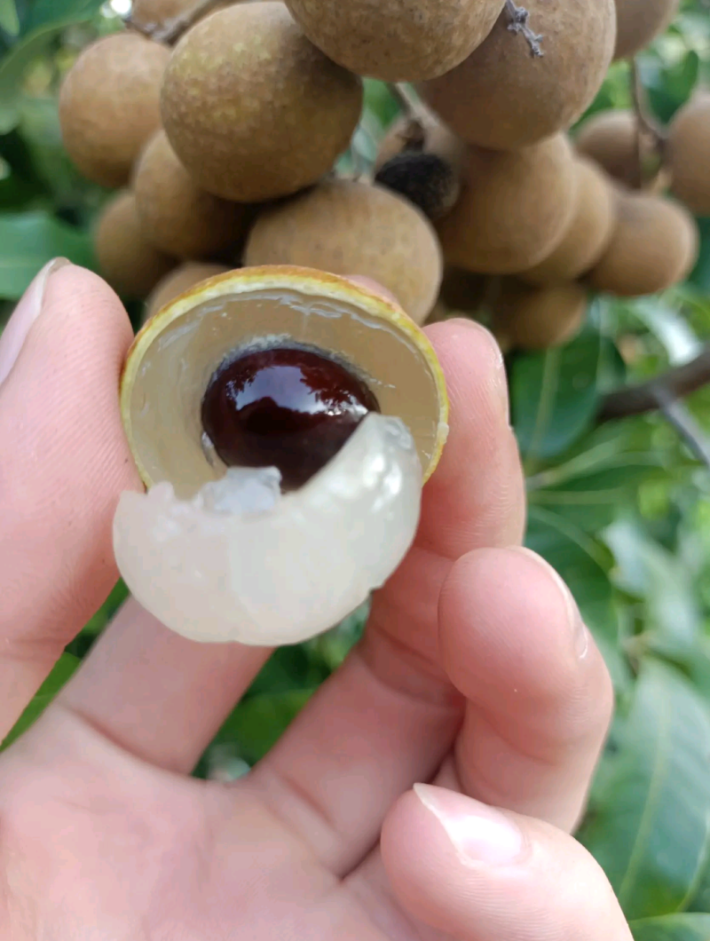 广东储良龙眼草铺龙眼，大量上市，欢迎咨询