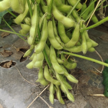毛豆