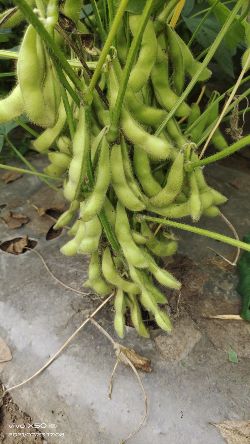 毛豆
