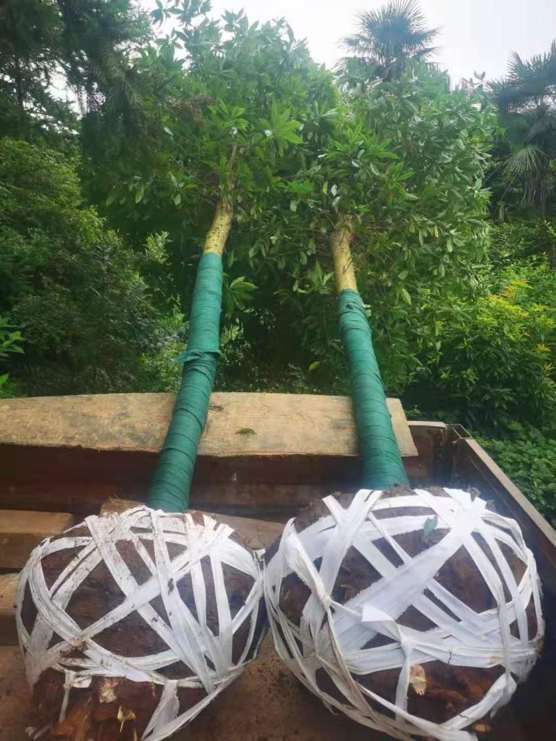 木荷/绿化木苗/乔灌木/美化环境/园林绿化/木荷树苗
