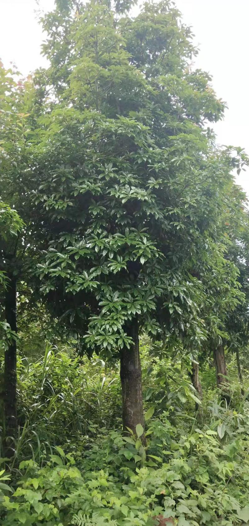 木荷/绿化木苗/乔灌木/美化环境/园林绿化/木荷树苗