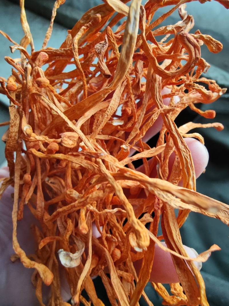 【有机虫草花】一级切根虫草花颜色好干净适合打小包装