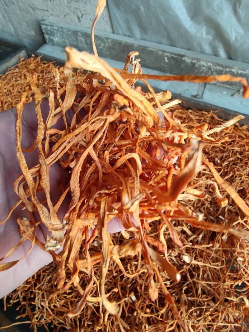 【有机虫草花】一级切根虫草花颜色好干净适合打小包装