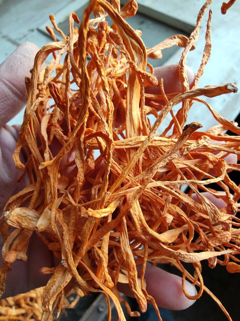 【有机虫草花】一级切根虫草花颜色好干净适合打小包装