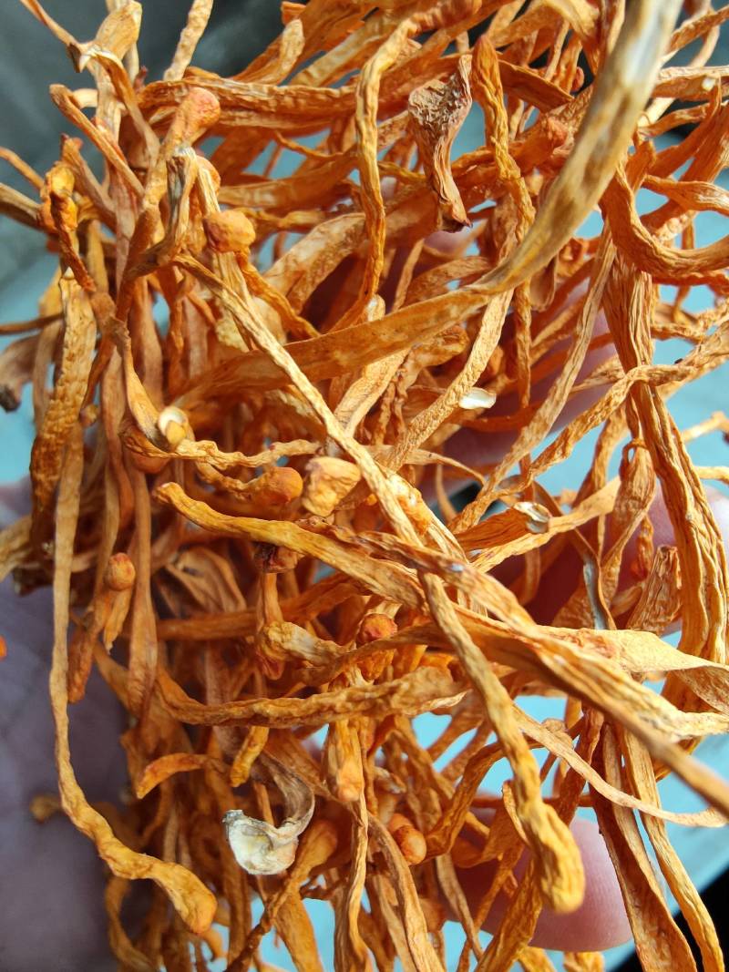 【有机虫草花】一级切根虫草花颜色好干净适合打小包装
