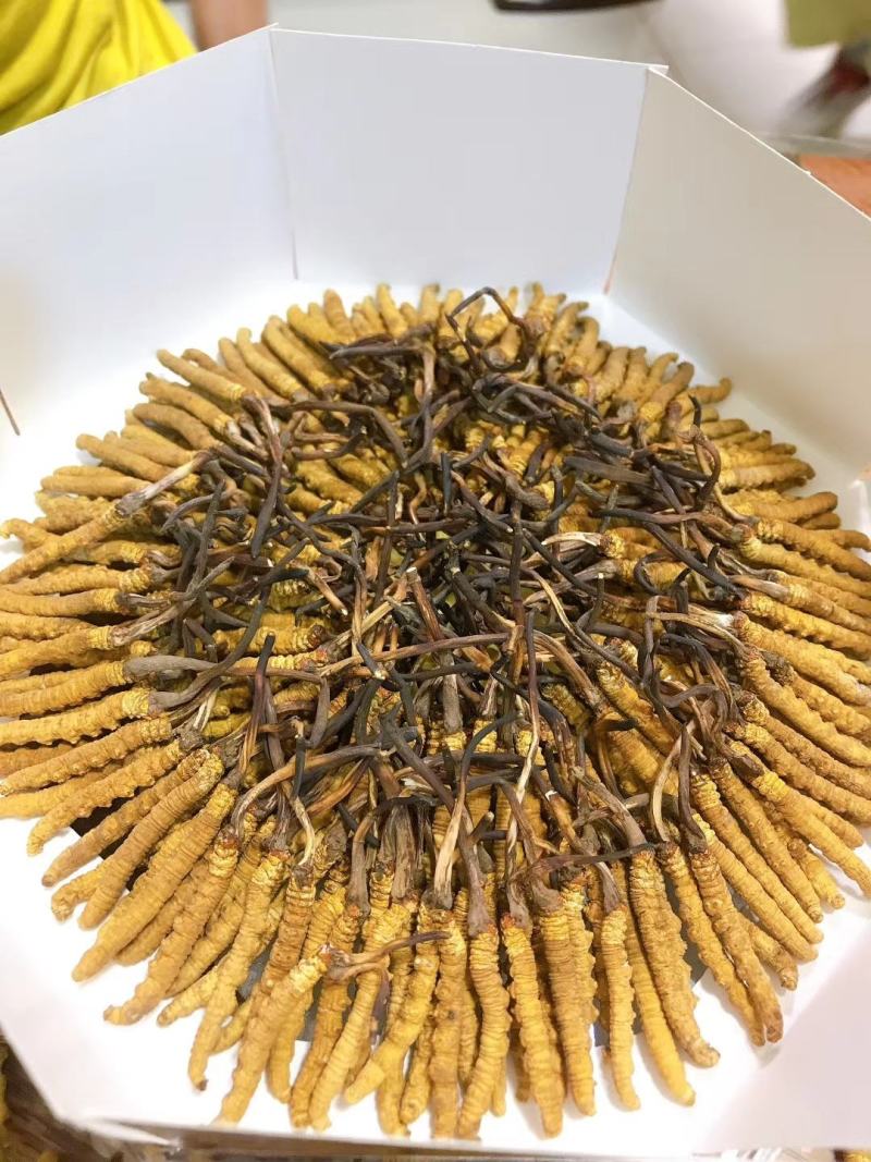 冬虫夏草产地直发精选