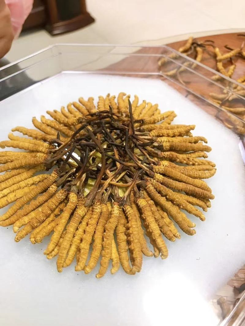 冬虫夏草产地直发精选