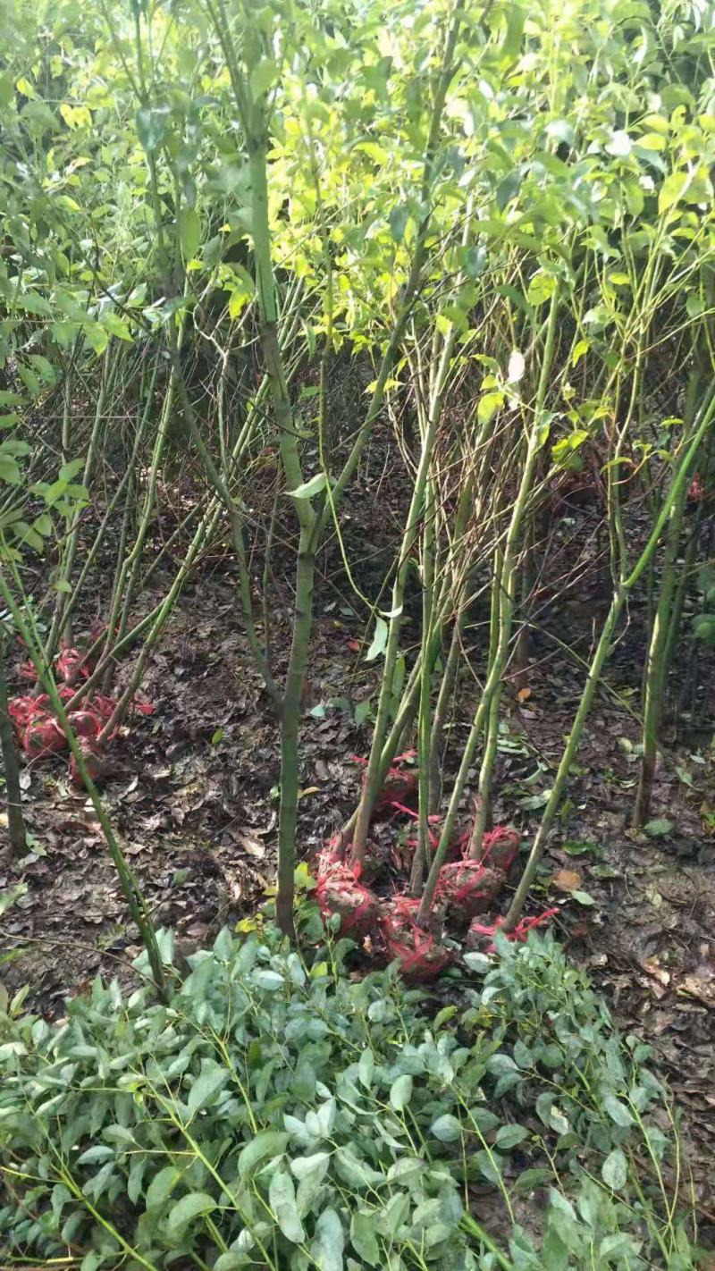 丛林香樟/多杆香樟/小树苗/木苗香樟/绿化苗木/乔灌木