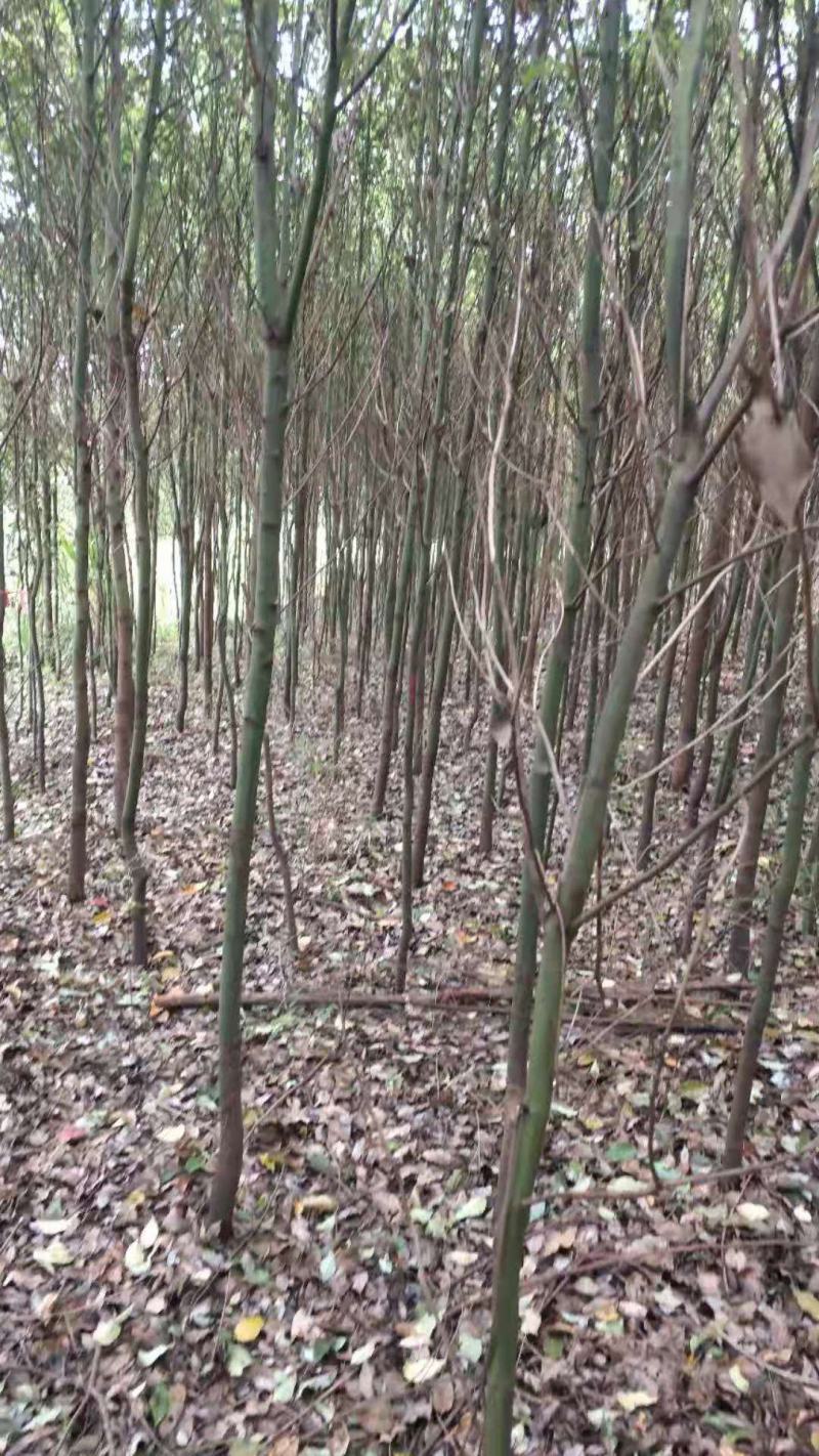 丛林香樟/多杆香樟/小树苗/木苗香樟/绿化苗木/乔灌木