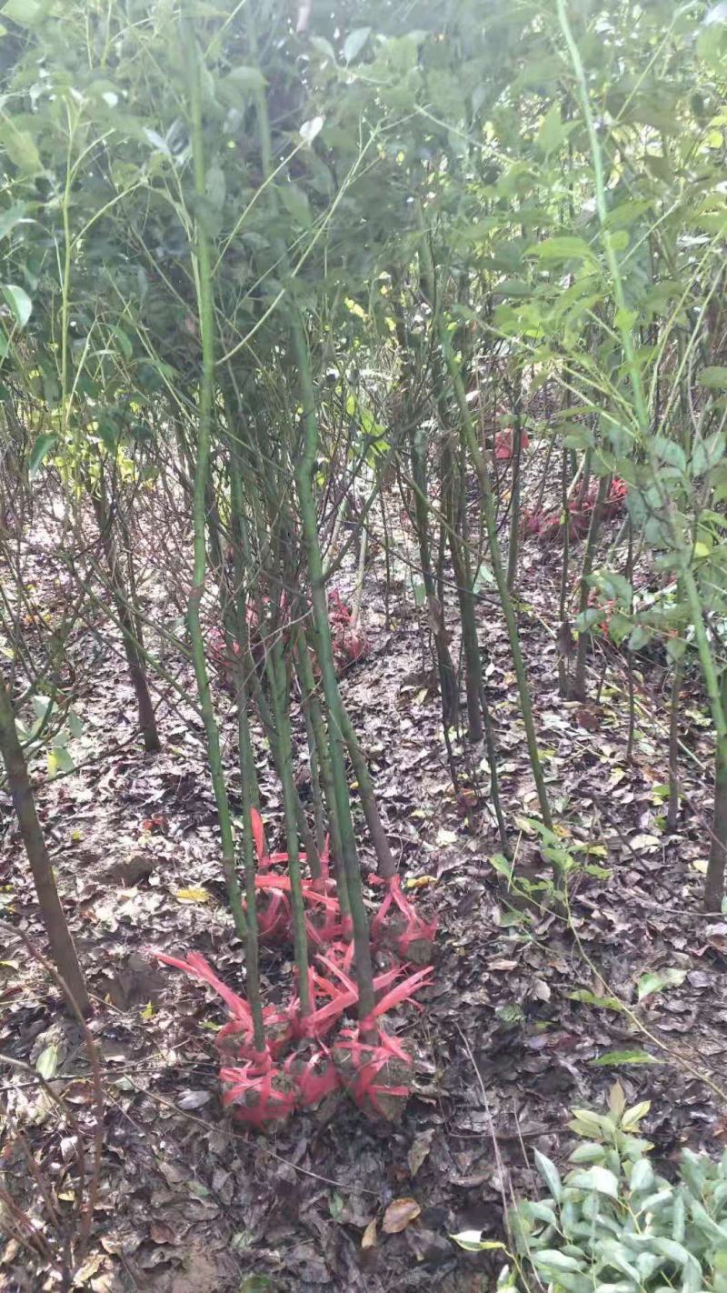 丛林香樟/多杆香樟/小树苗/木苗香樟/绿化苗木/乔灌木