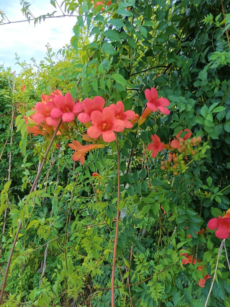 精品凌霄1—8公分凌霄花量大从优