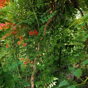 精品凌霄1—8公分凌霄花量大从优