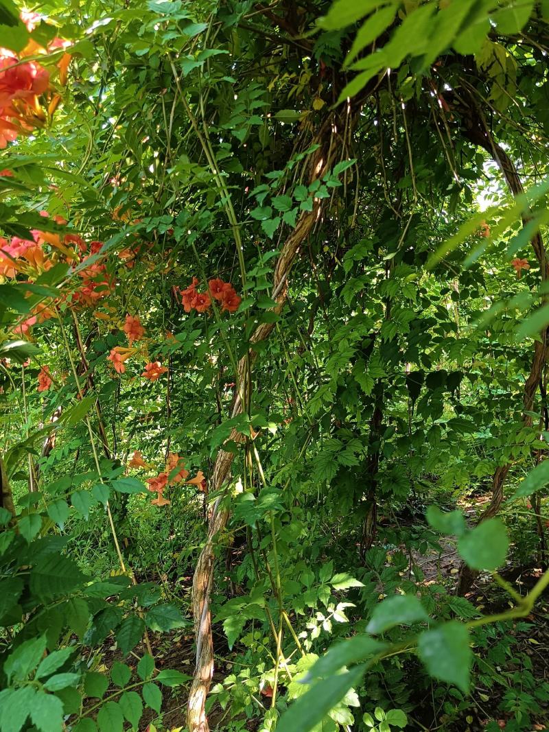 精品凌霄1—8公分凌霄花量大从优