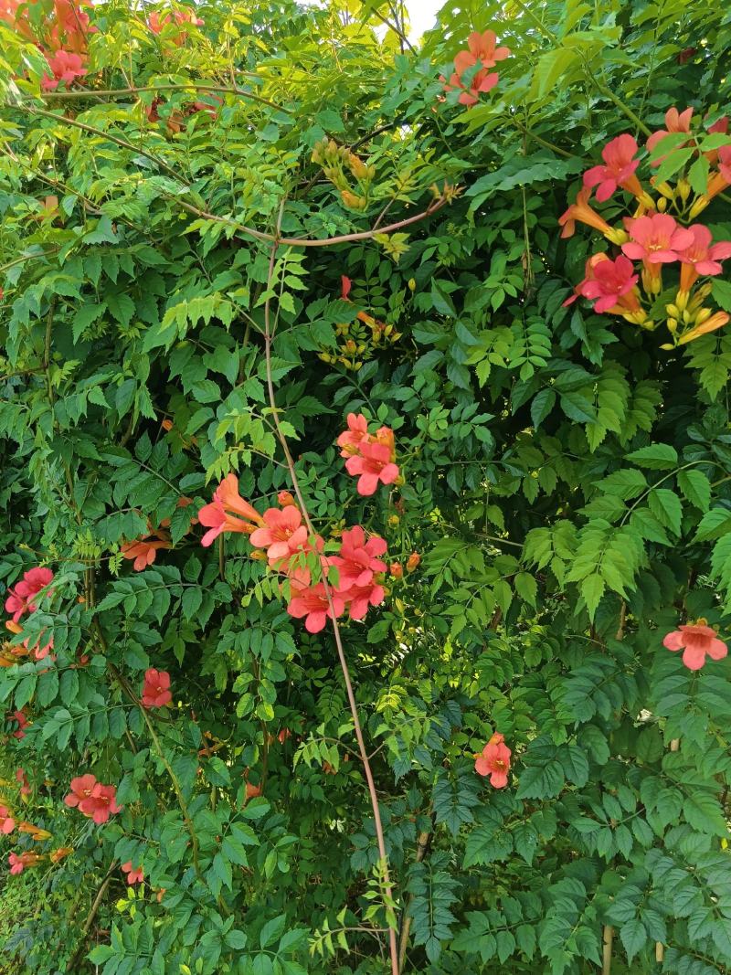 精品凌霄1—8公分凌霄花量大从优