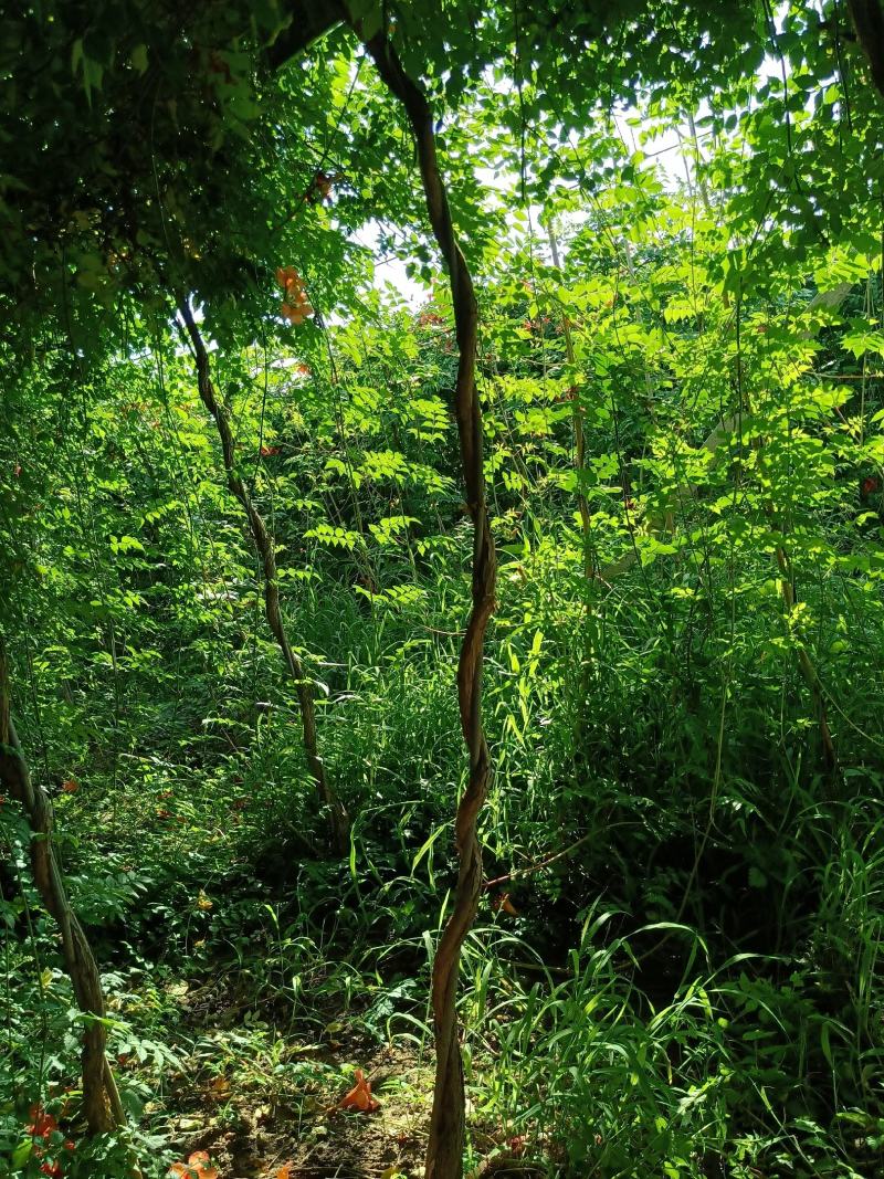 精品凌霄1—8公分凌霄花量大从优