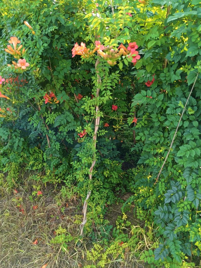 精品凌霄1—8公分凌霄花量大从优