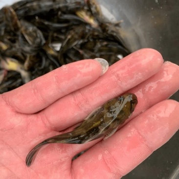 黄骨鱼苗黄颡鱼苗