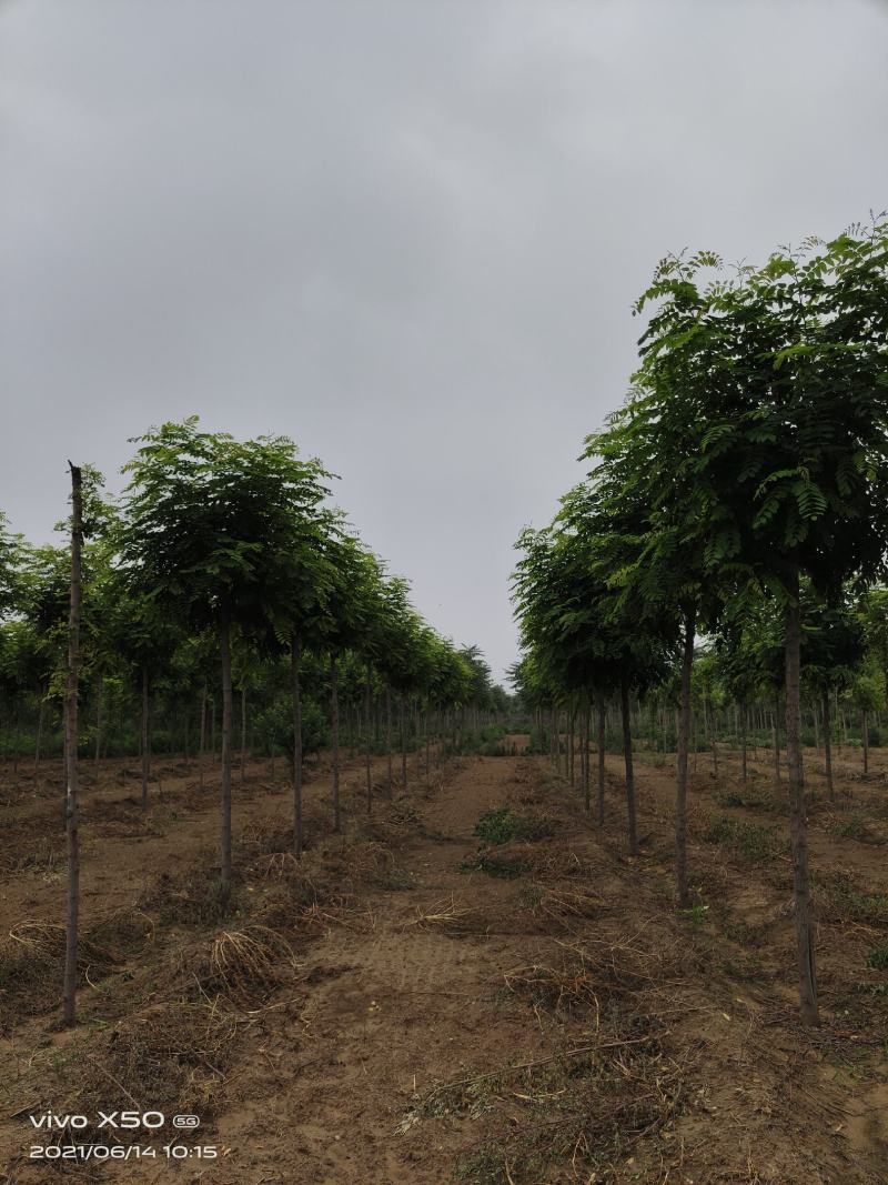 香花槐小苗各种规格根生年质量优数量