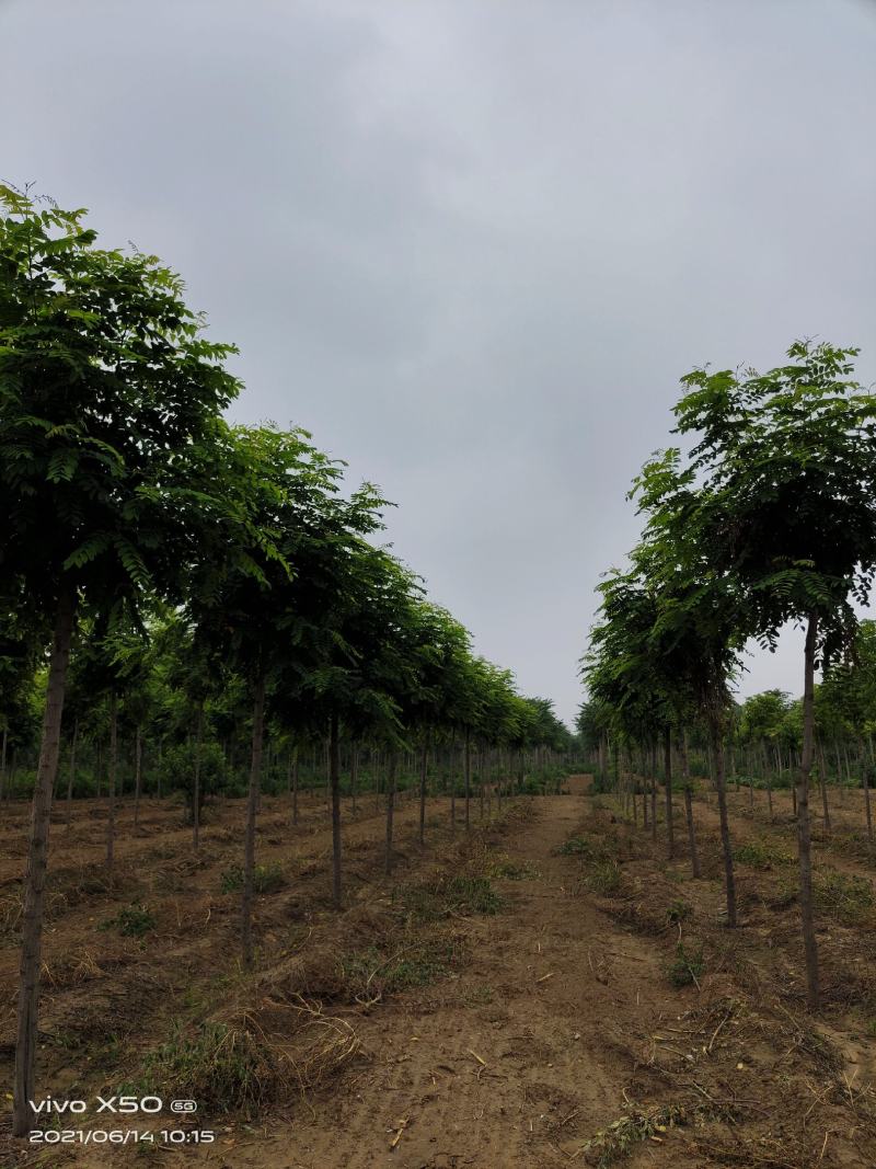 香花槐小苗各种规格根生年质量优数量