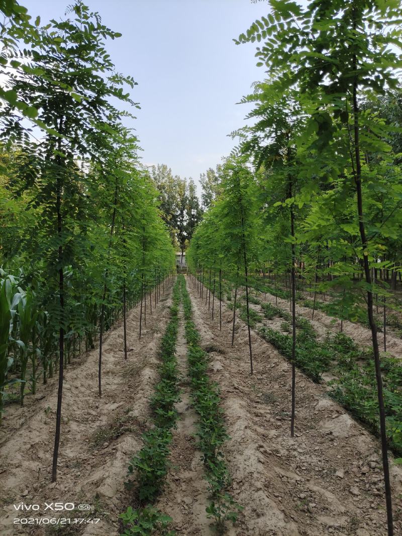 香花槐小苗各种规格根生年质量优数量